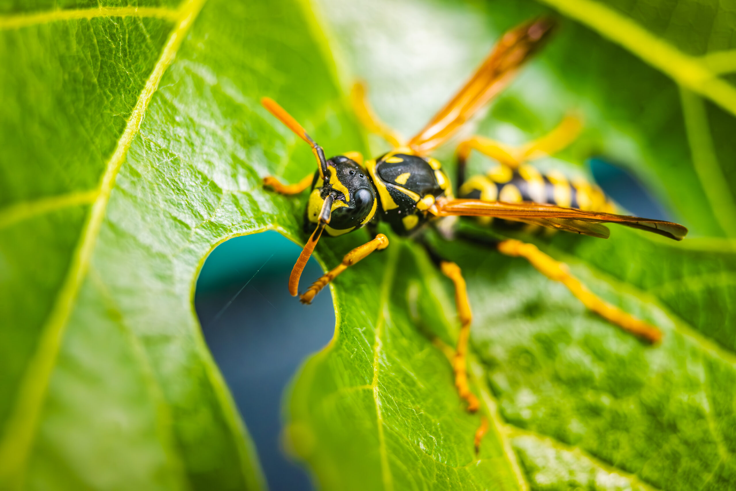 A CloseUp Image of a Yellow Jacket Wasp Resting on a Vibrant Green Leaf in Nature