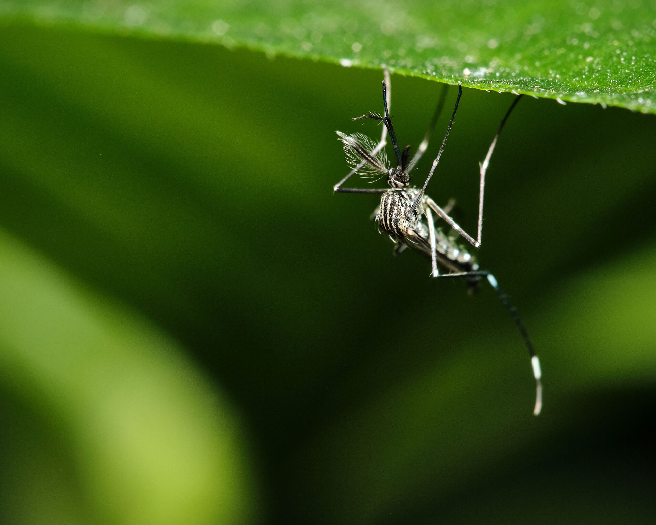 a mosquito on a leaf with water droplets on its wings