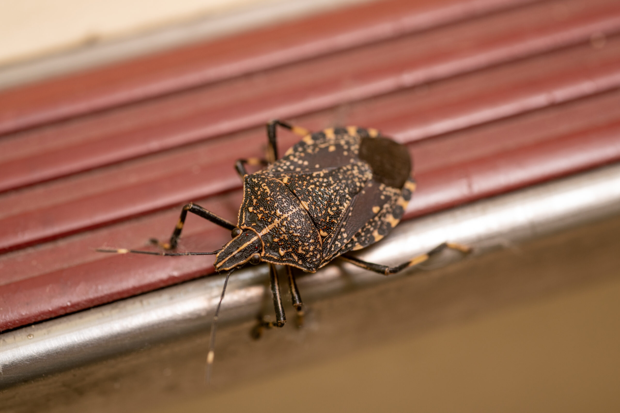 brown-marmorated-stink-bug-on-ribbed-surface-2026-01-07-00-32-13-utc