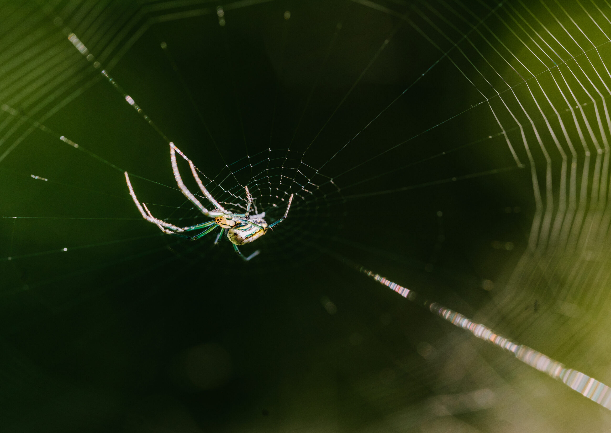 close-up-macro-shot-of-an-orb-weaver-spider-on-a-w-2026-03-20-04-12-44-utc
