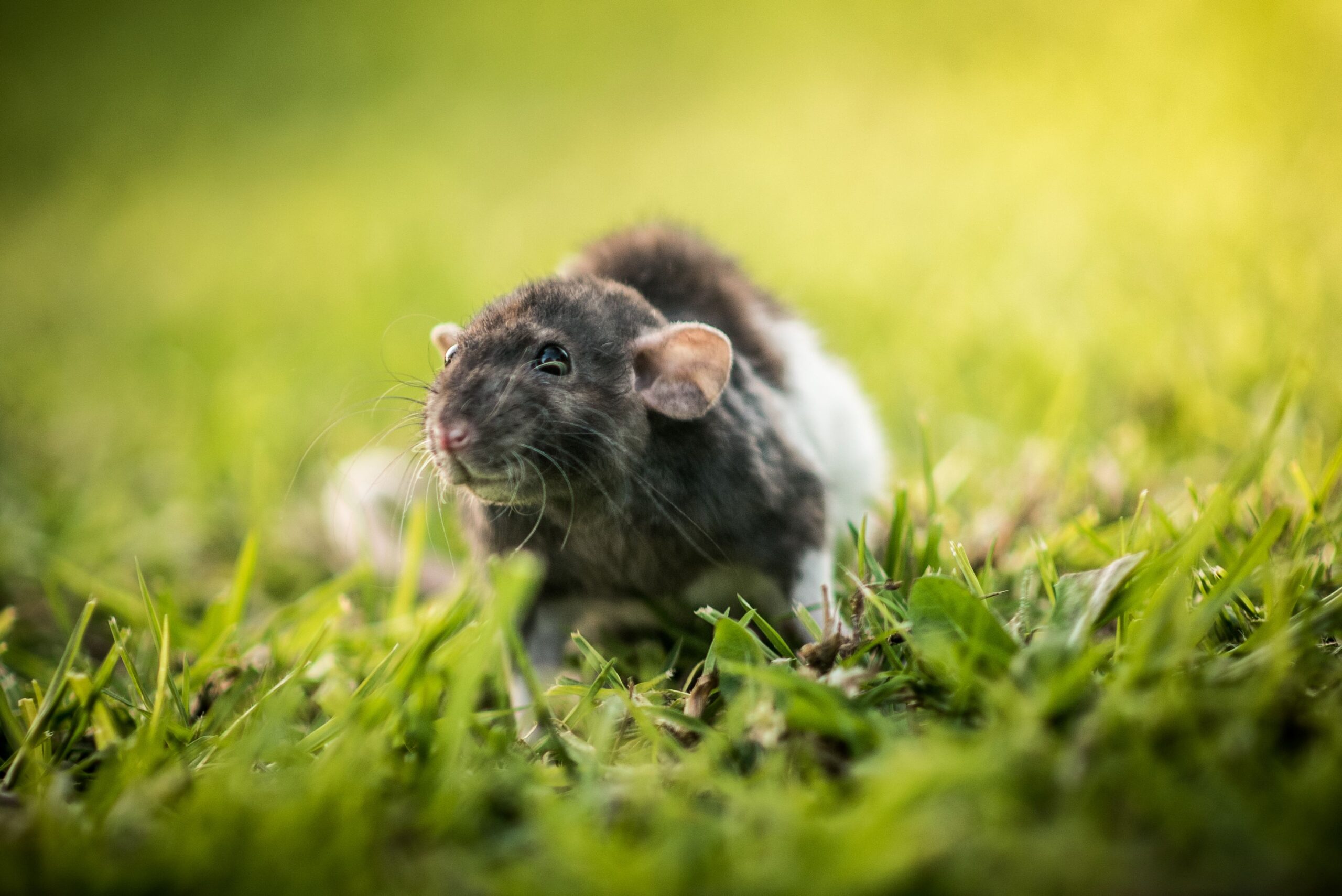 Closeup shot of a small black and white mouse scurrying around on a grassy field