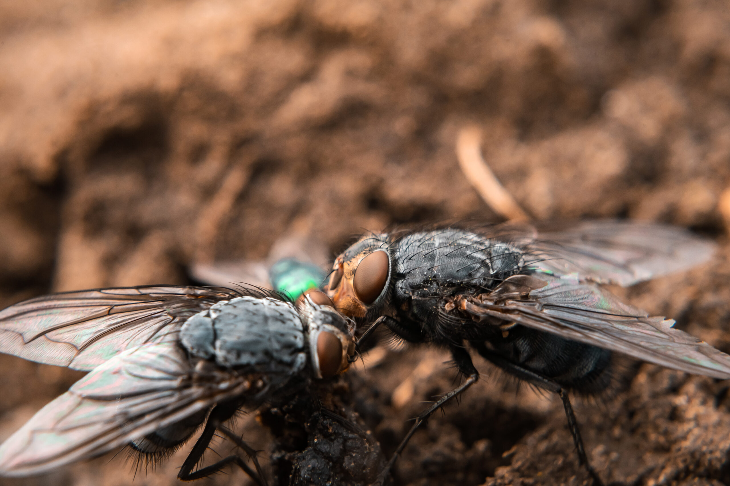 flies-on-the-ground-in-a-close-up-shot-2026-03-26-10-06-45-utc