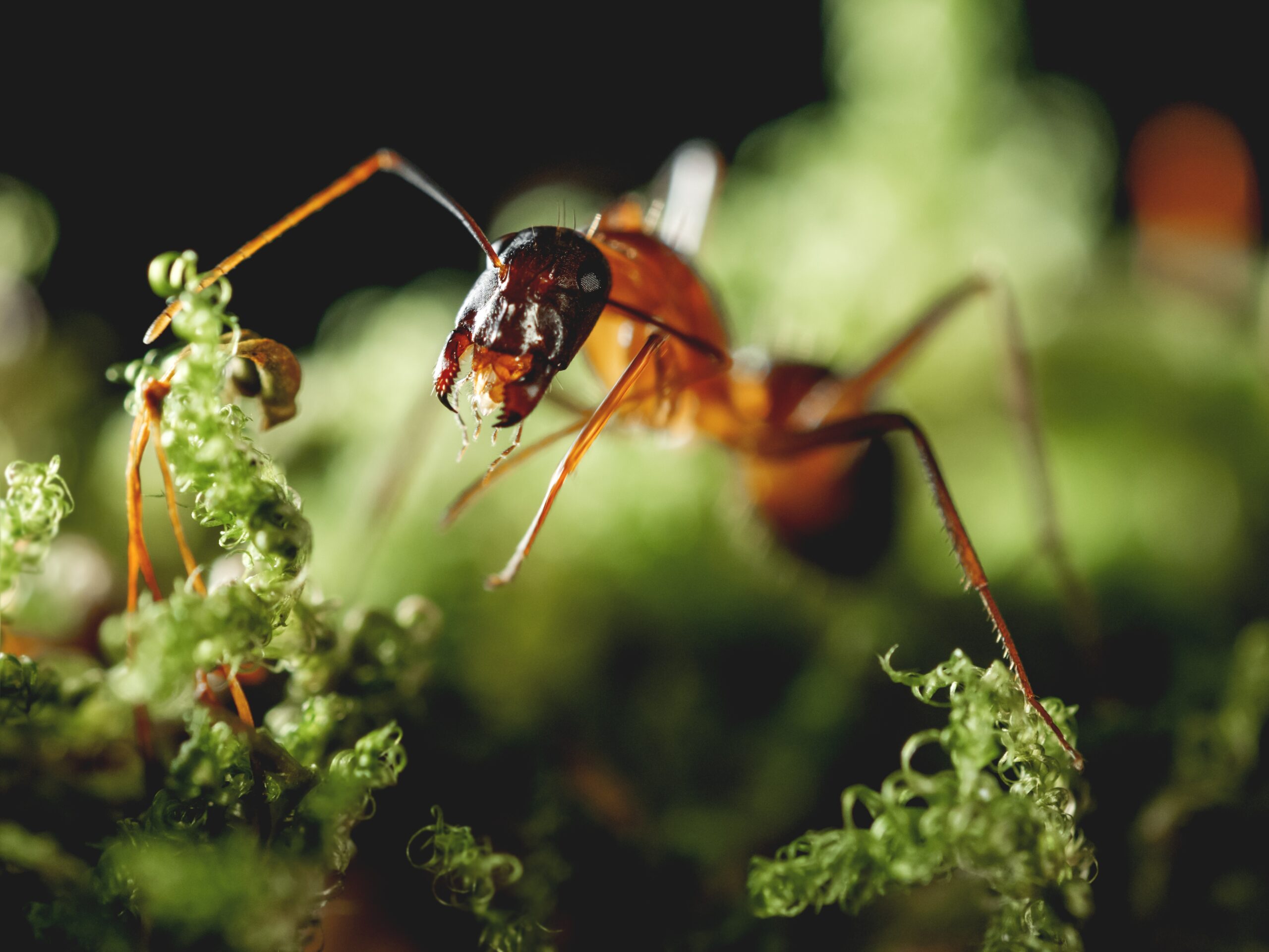 macro-photo-of-ant-on-green-moss-close-up-portrai-2026-03-09-06-07-17-utc