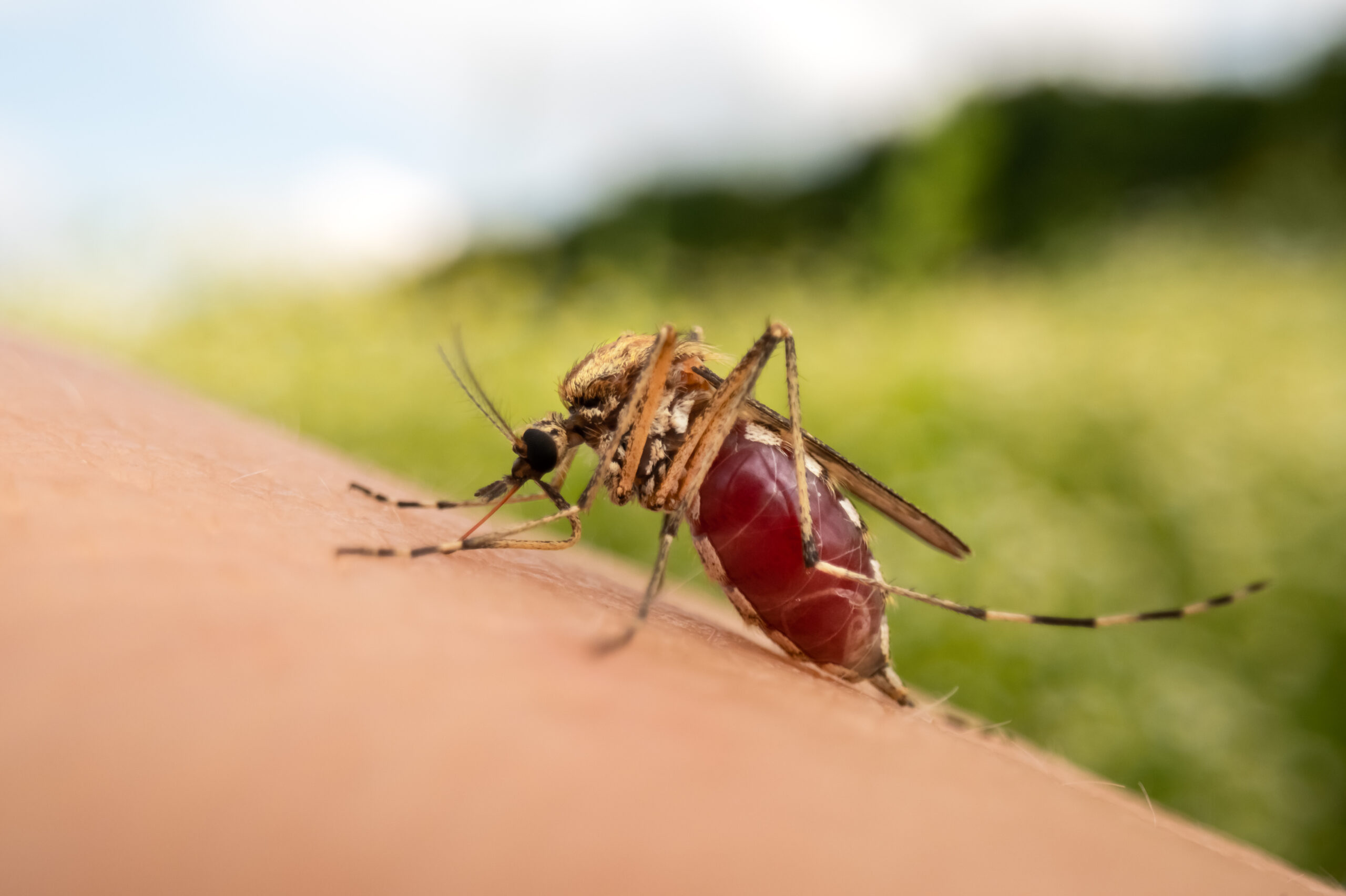 Macro photo of a mosquito sucking blood